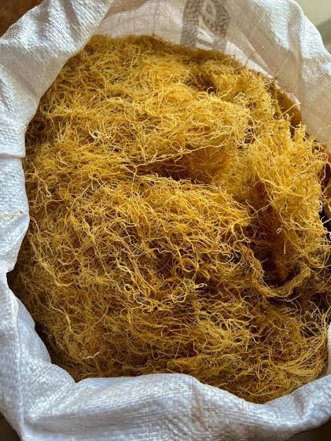 HARD ROCK HERBS JAMAICAN GOLD SEAMOSS 2oz