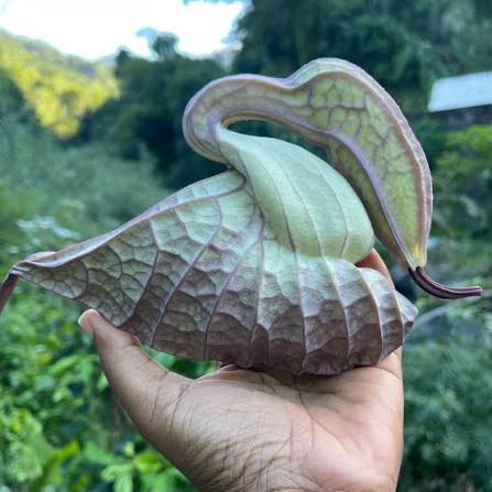 DUCK FLOWERS DETOX BUY 1 GET 1 FREE 🦆